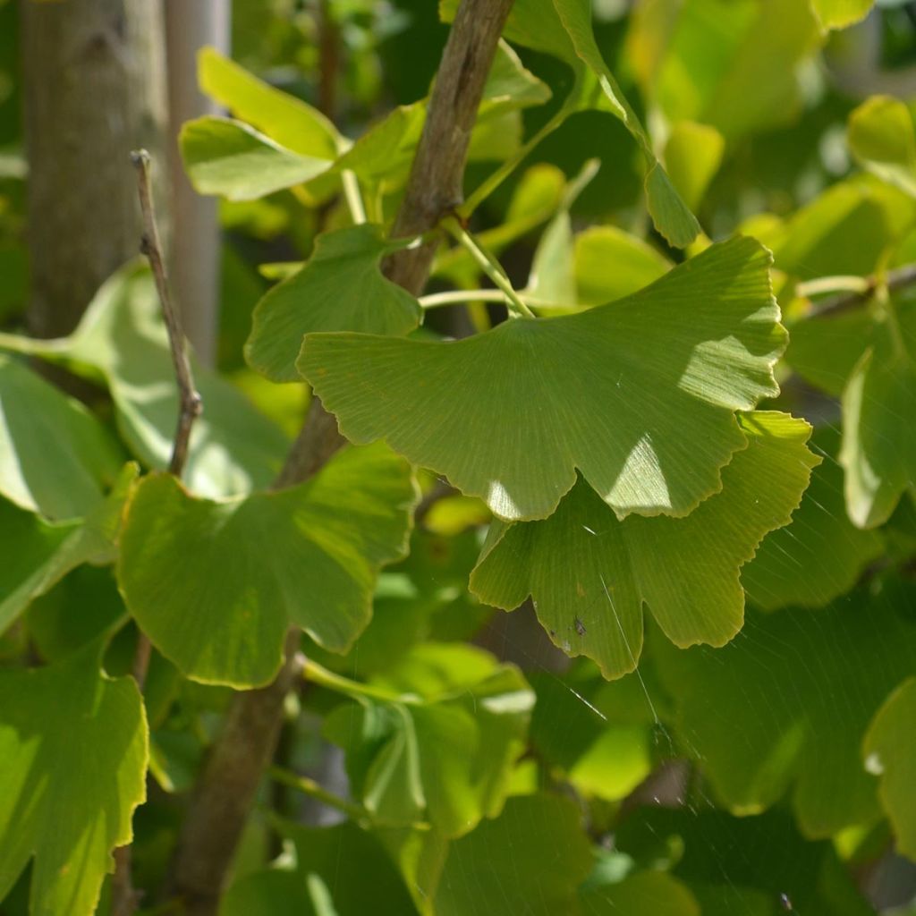 Ginkgo biloba