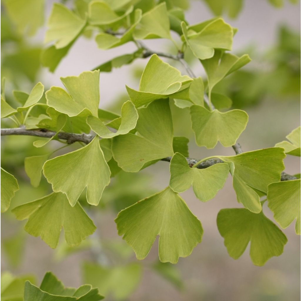 Ginkgo biloba
