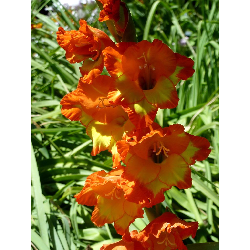 Gladíolo Princess Margaret Rose