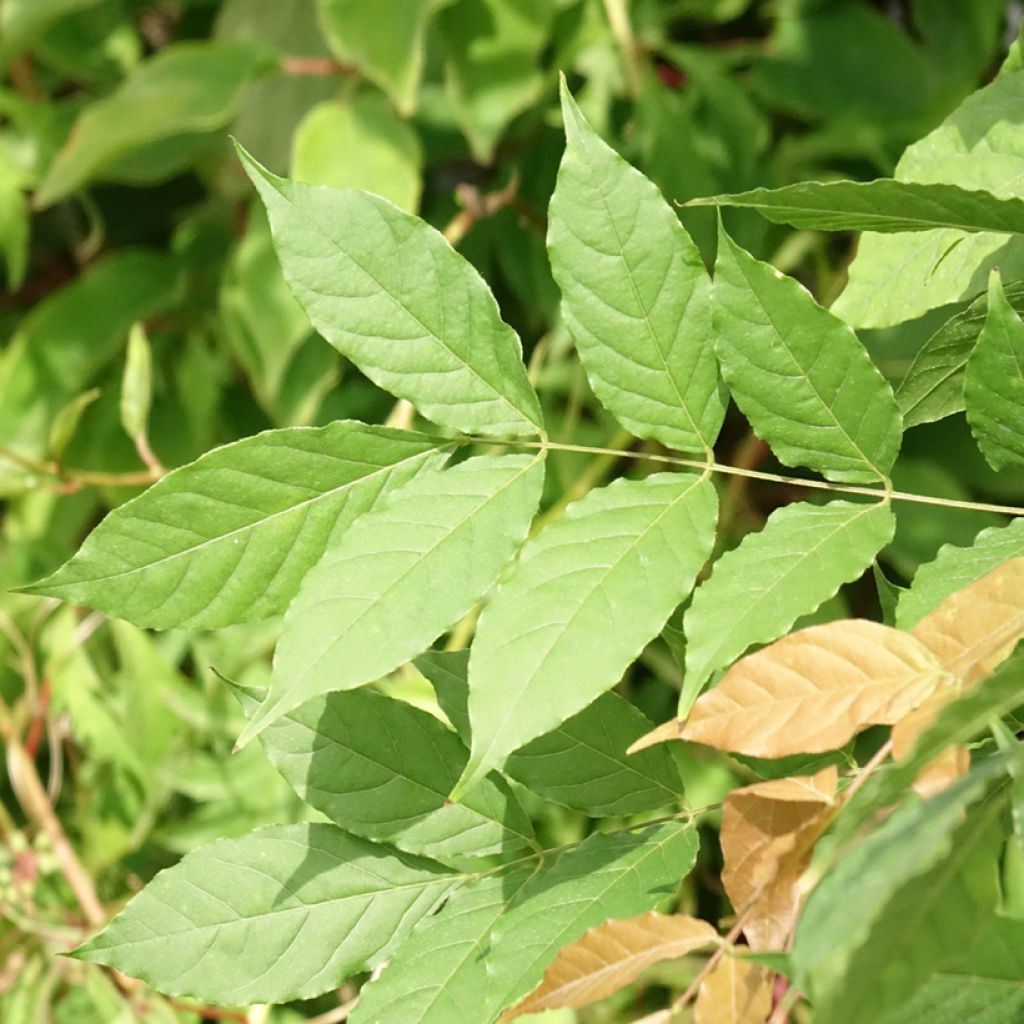 Wisteria sinensis Flore Pleno - Glicínia