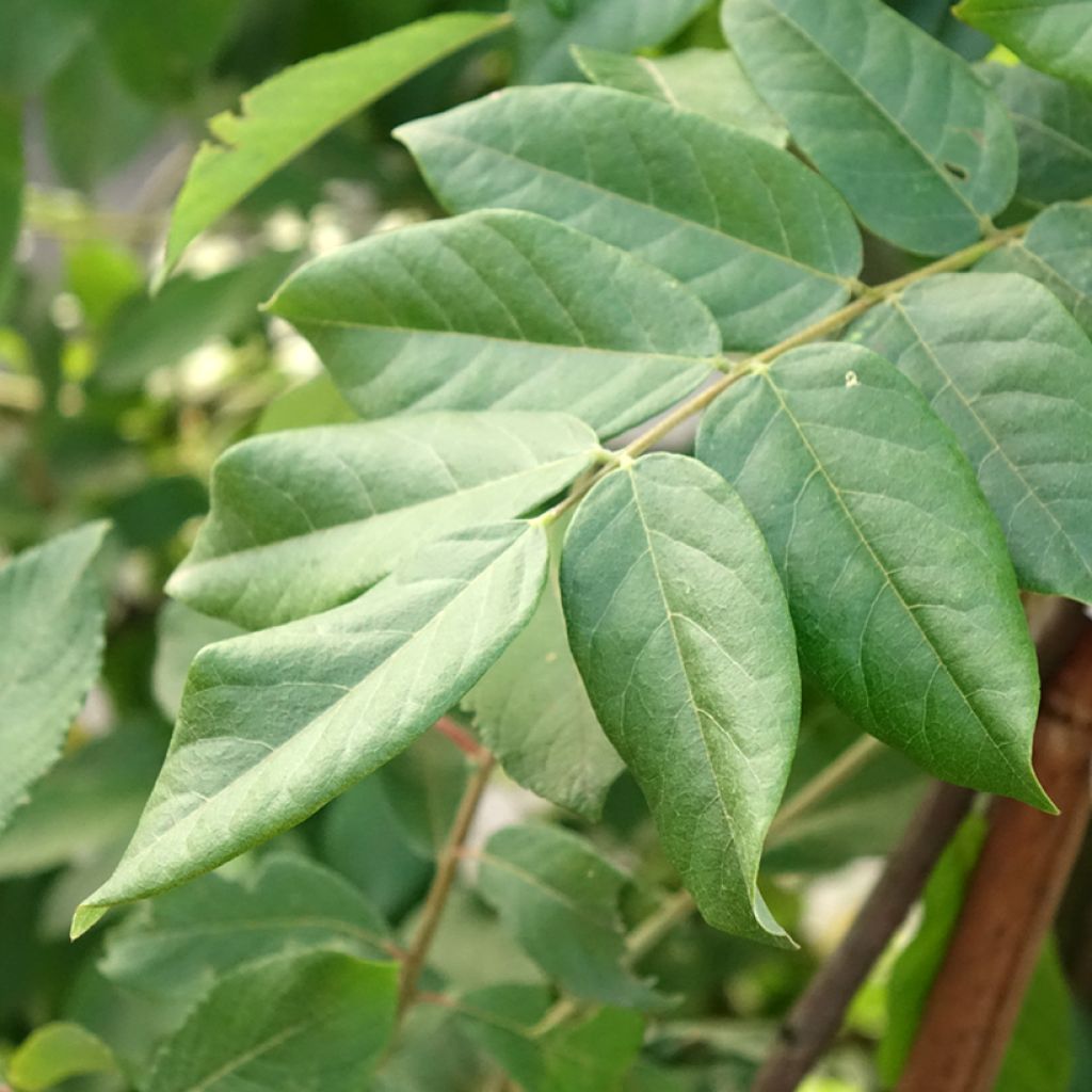 Wisteria brachybotrys Yokohama Fuji - Glicínia