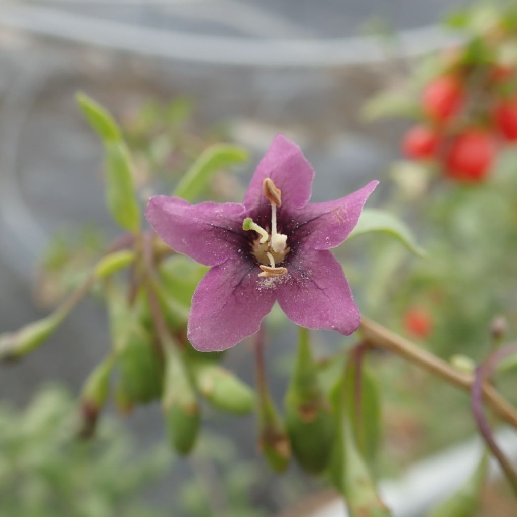 Goji Gojidelys - Lycium barbarum