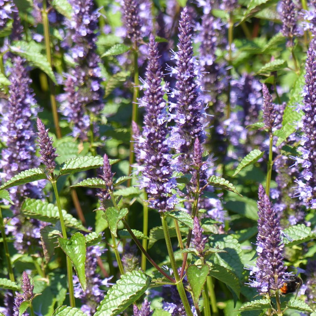 Agastache Astello Indigo em sementes