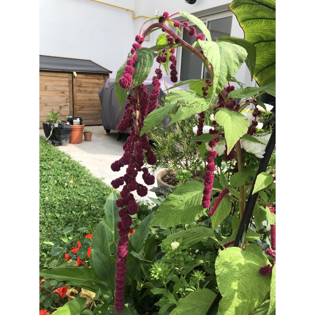Amaranthus caudatus Dreadlocks em sementes