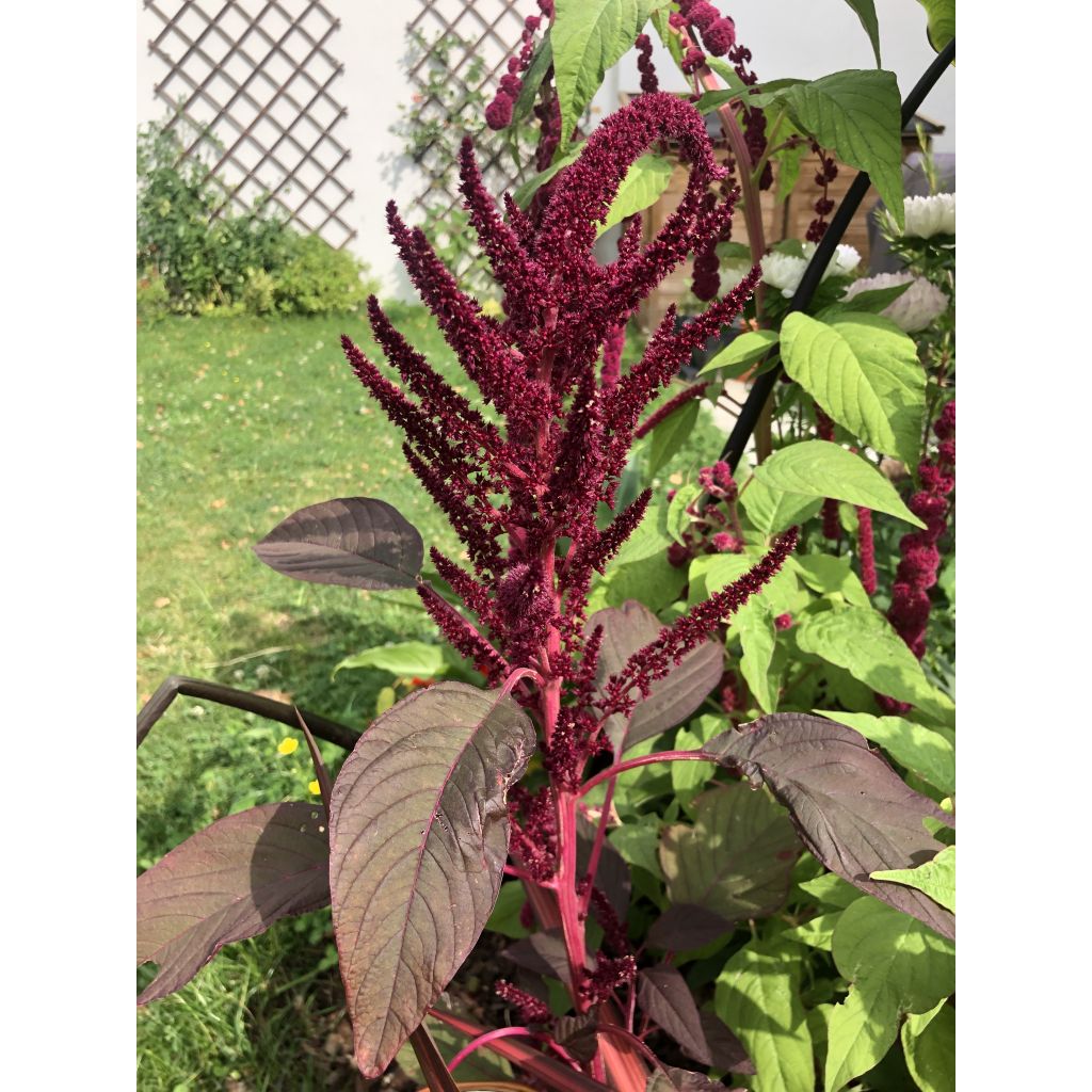 Amaranthus Velvet Curtains em sementes