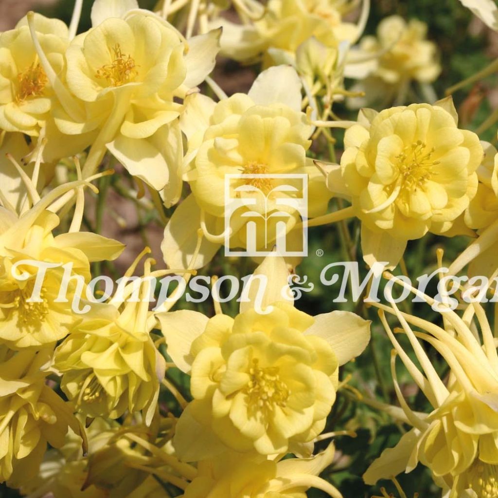 Aquilégia Sunshine em sementes