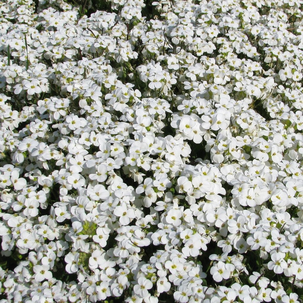 Arabis caucasica Snowball em sementes - Arabis-do-cáucaso