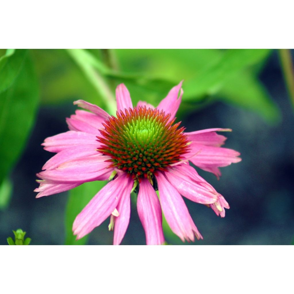 Echinacea purpurea em sementes