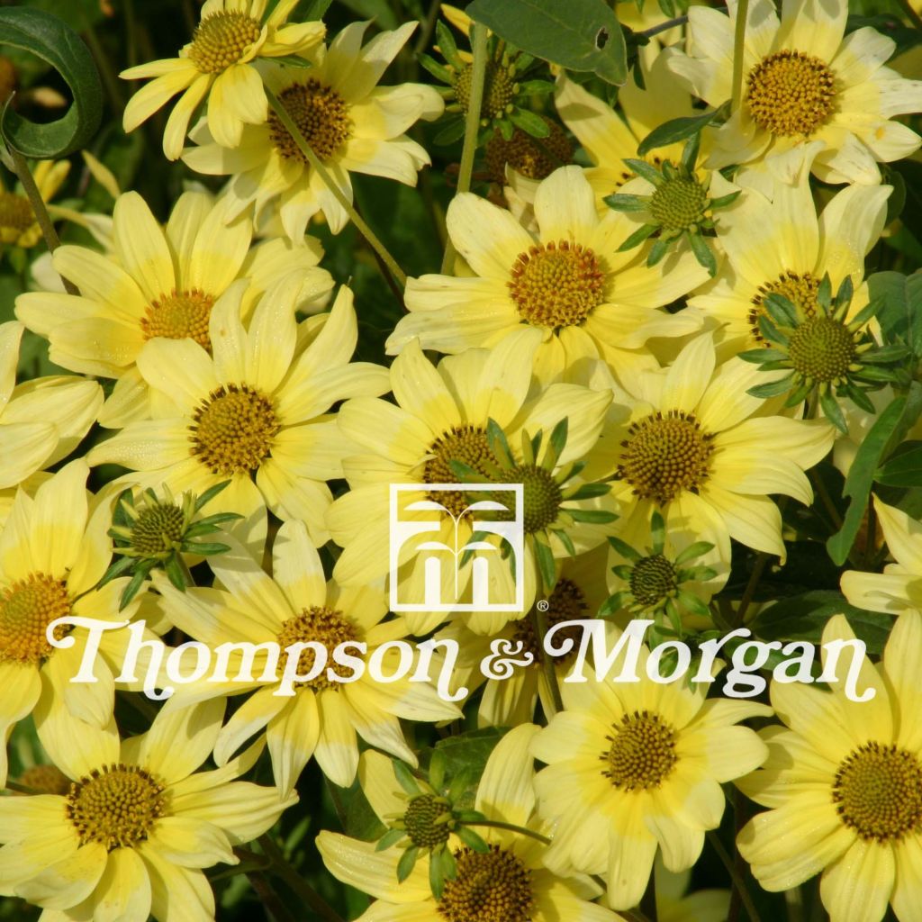 Heliomeris multiflora Sunsplash em sementes