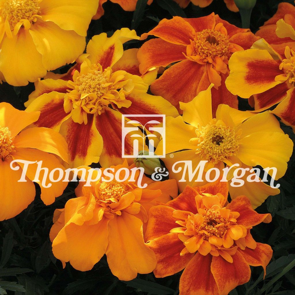 Tagetes patula Sunburst F1 mixed em sementes