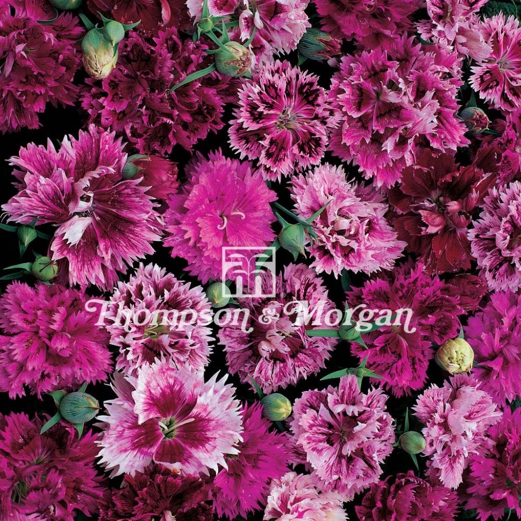 Sementes de Dianthus chinensis Vitoriana