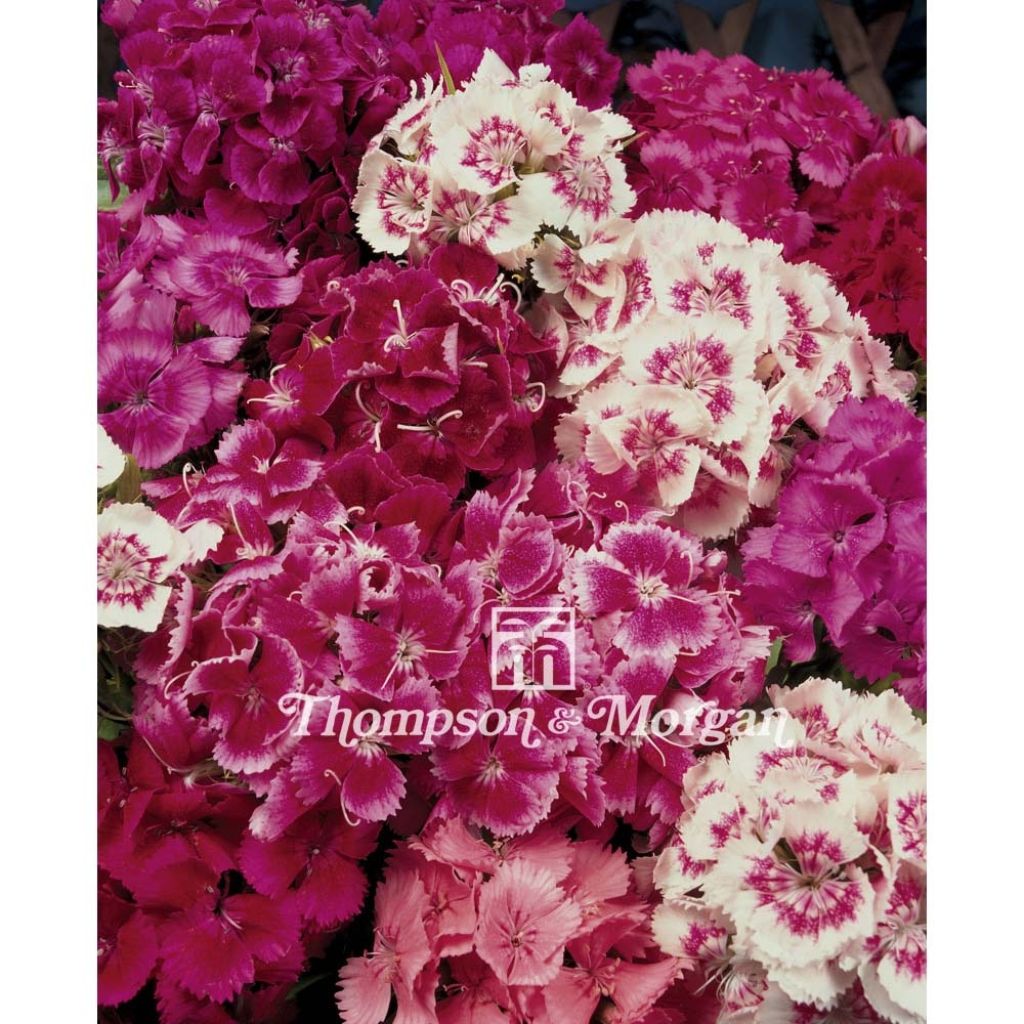 Sementes de Cravo dos Poetas T&M Auricula Eyed mistas