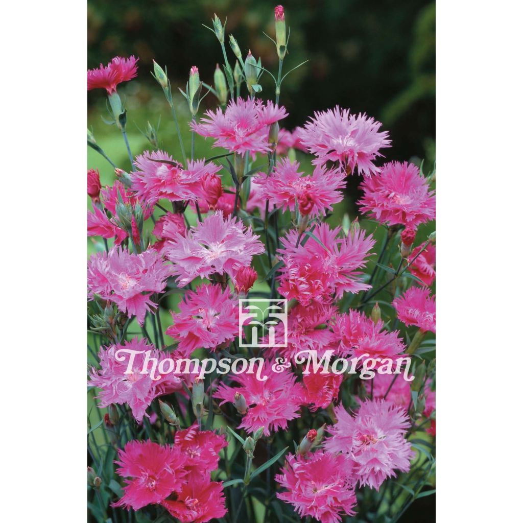 Sementes de Dianthus Elegance Lavender F1