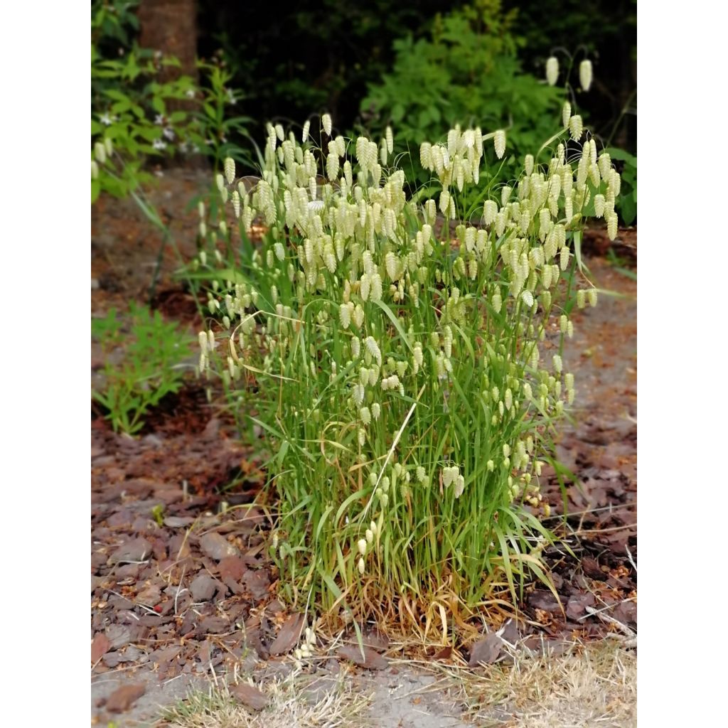 Briza maxima em sementes