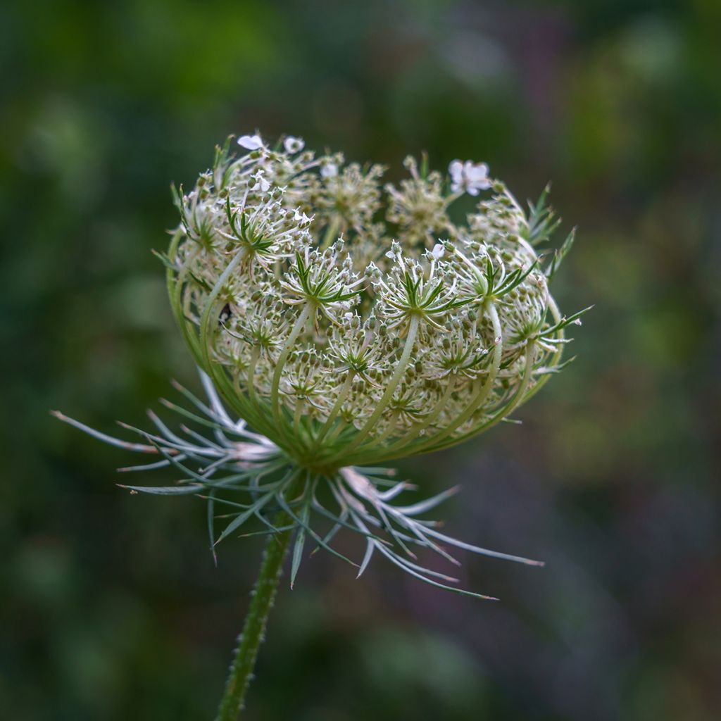 Daucus carota em sementes