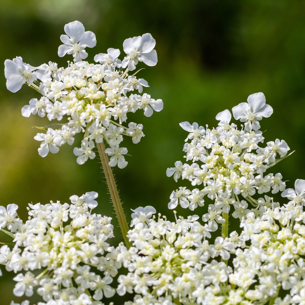 Daucus carota em sementes