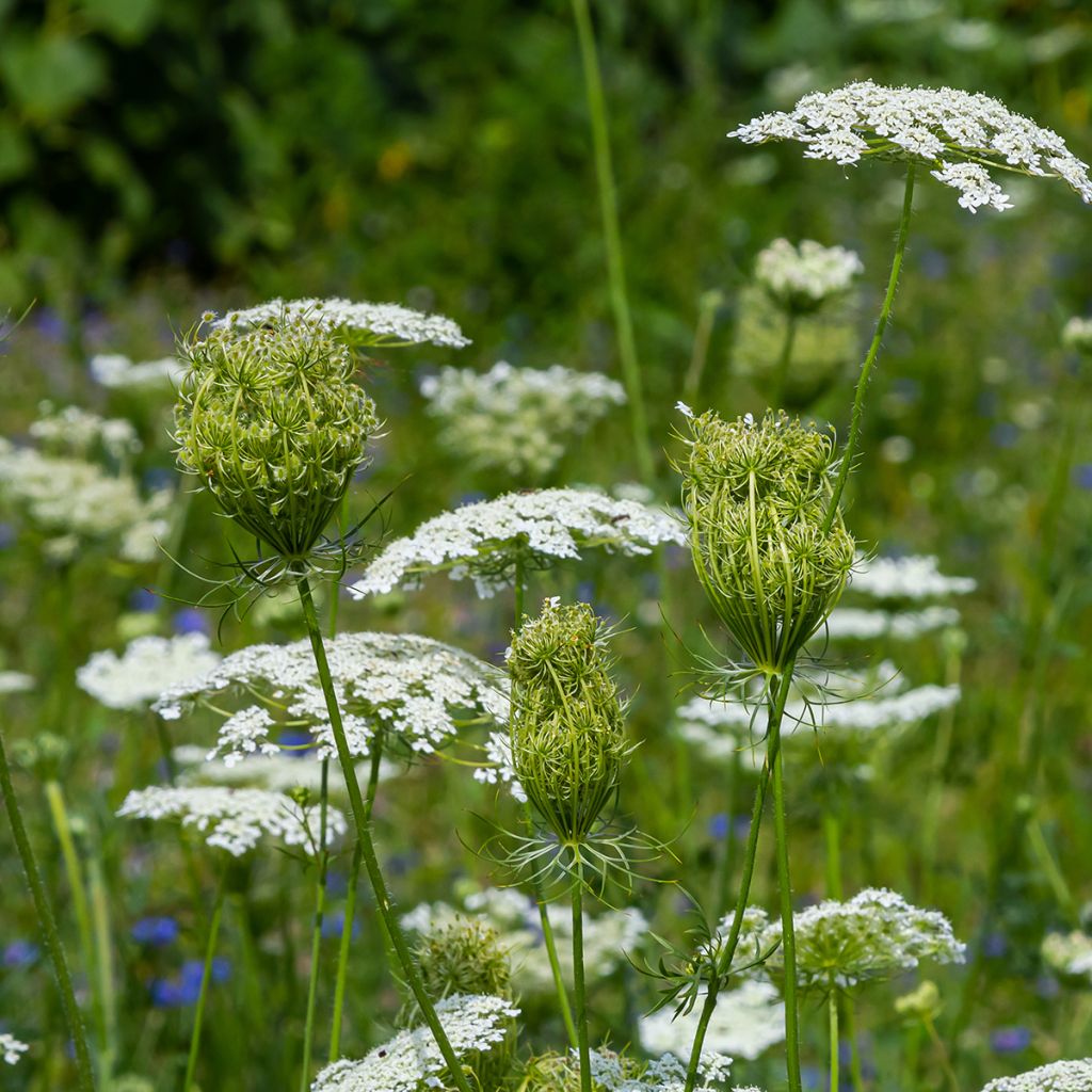 Daucus carota em sementes