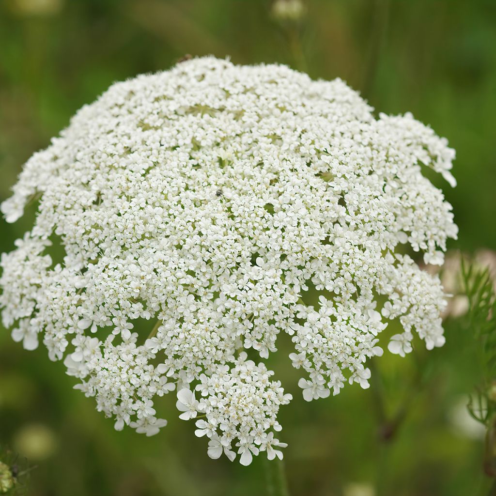 Daucus carota em sementes
