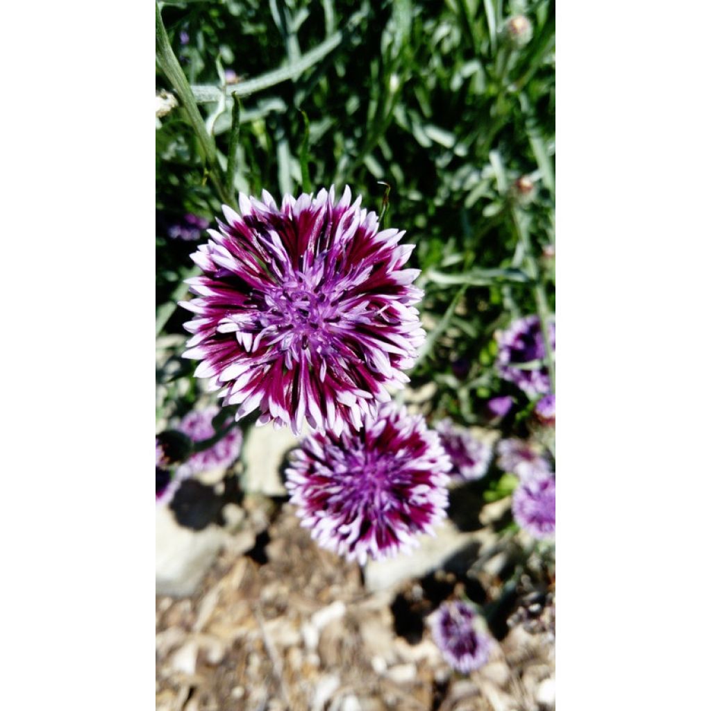 Aciano Classic Magic em sementes