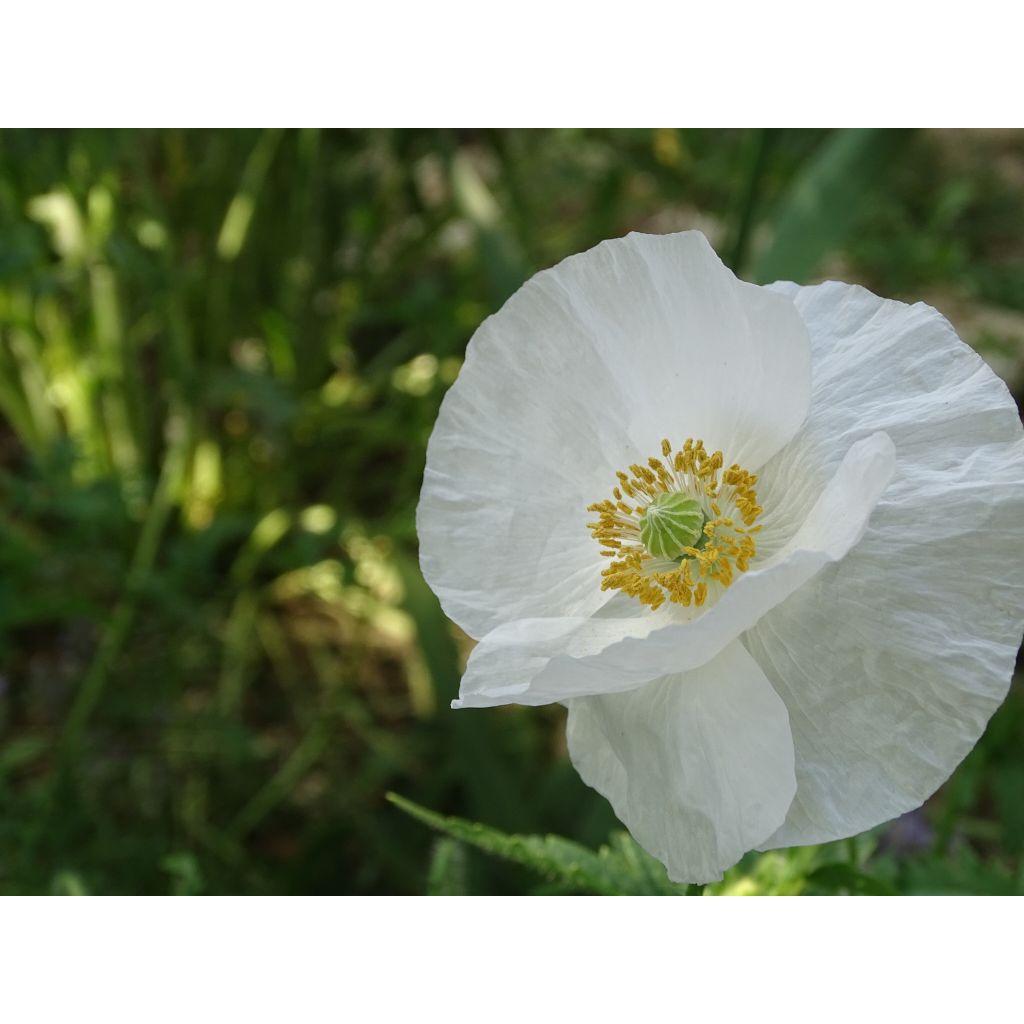 Papaver rhoeas Bridal Silk em sementes