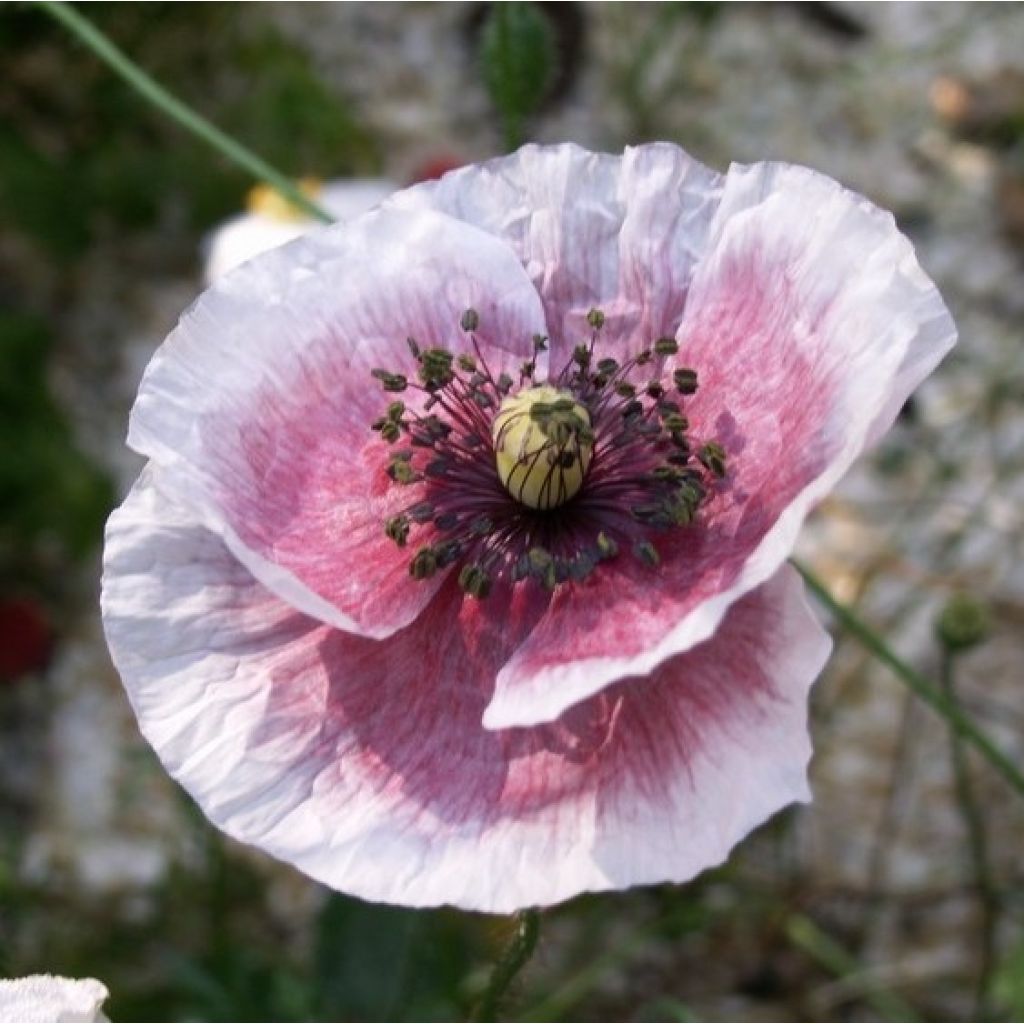 Papaver rhoeas Parelmoer em sementes