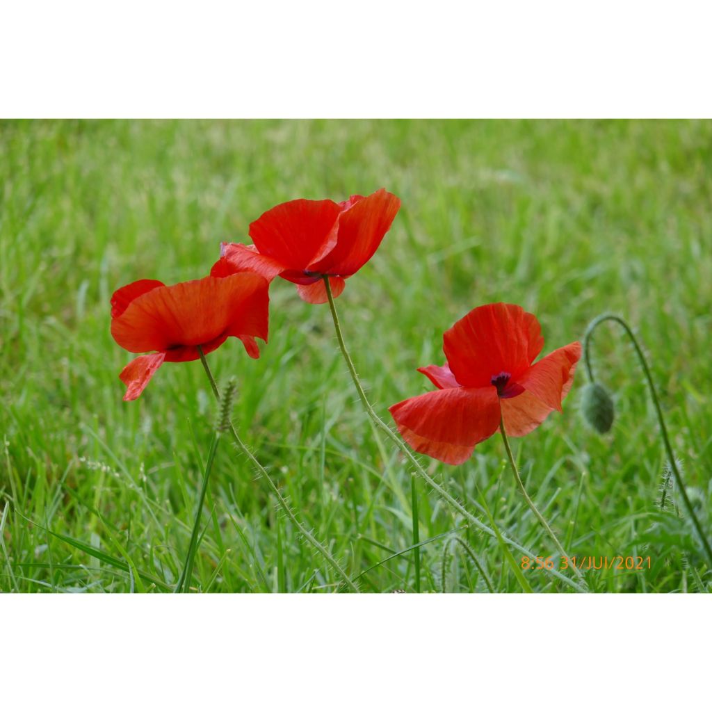 Papaver rhoeas em sementes