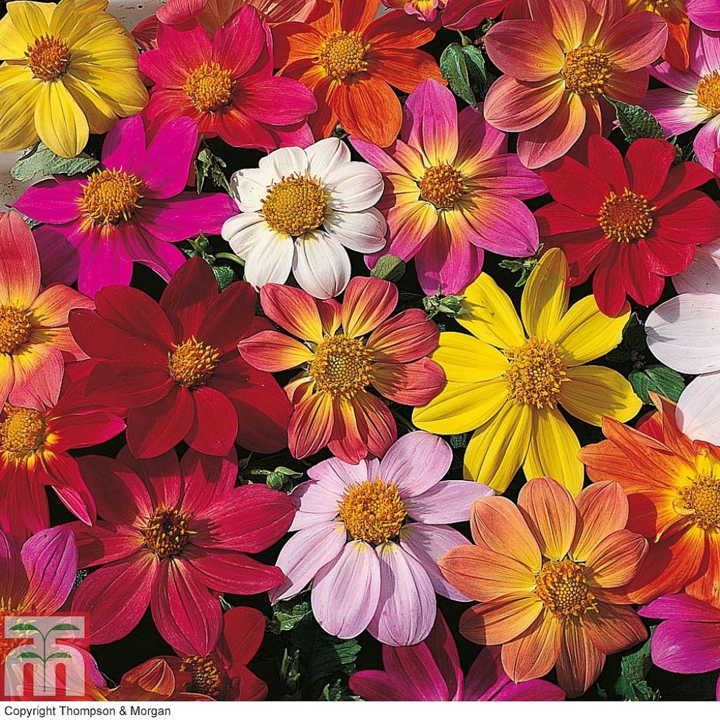 Dahlia coccinea Species mixed em sementes