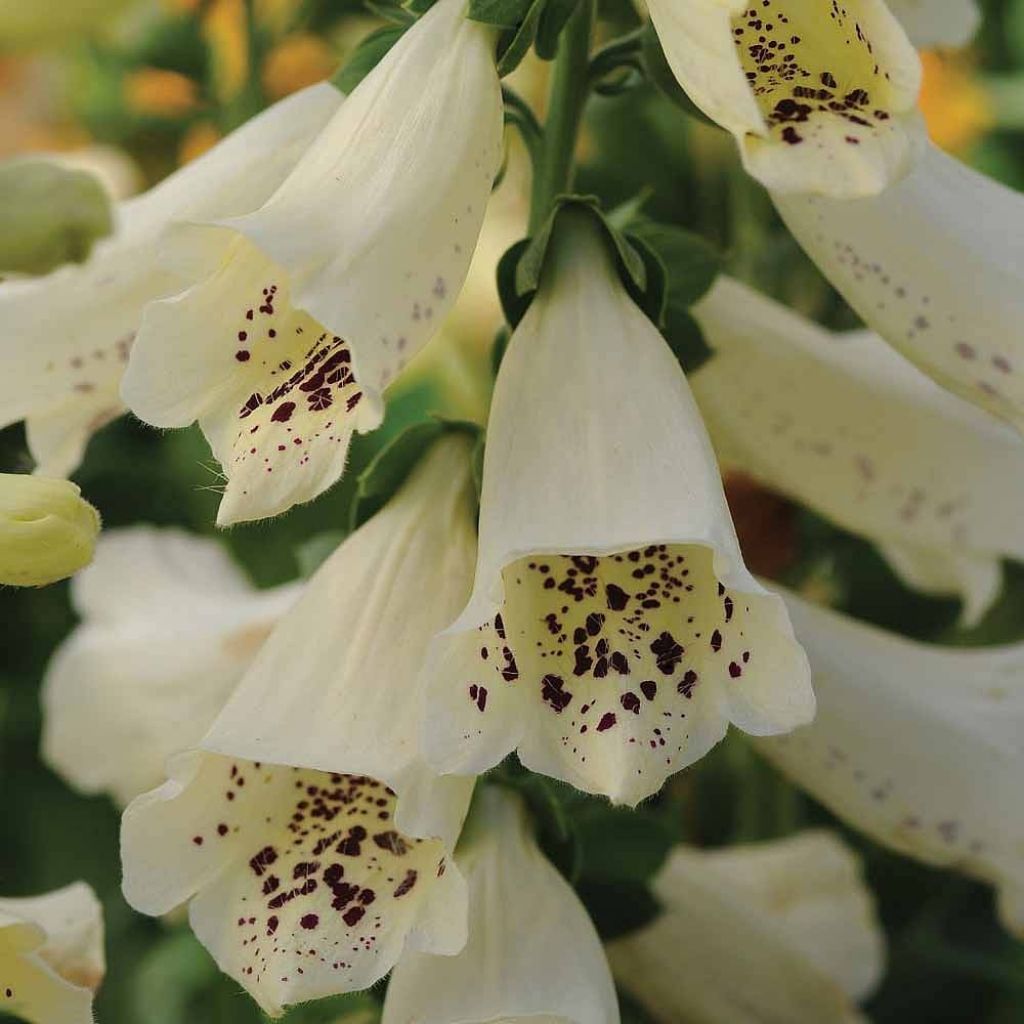 Sementes de Digitalis Dalmatian Cream F1