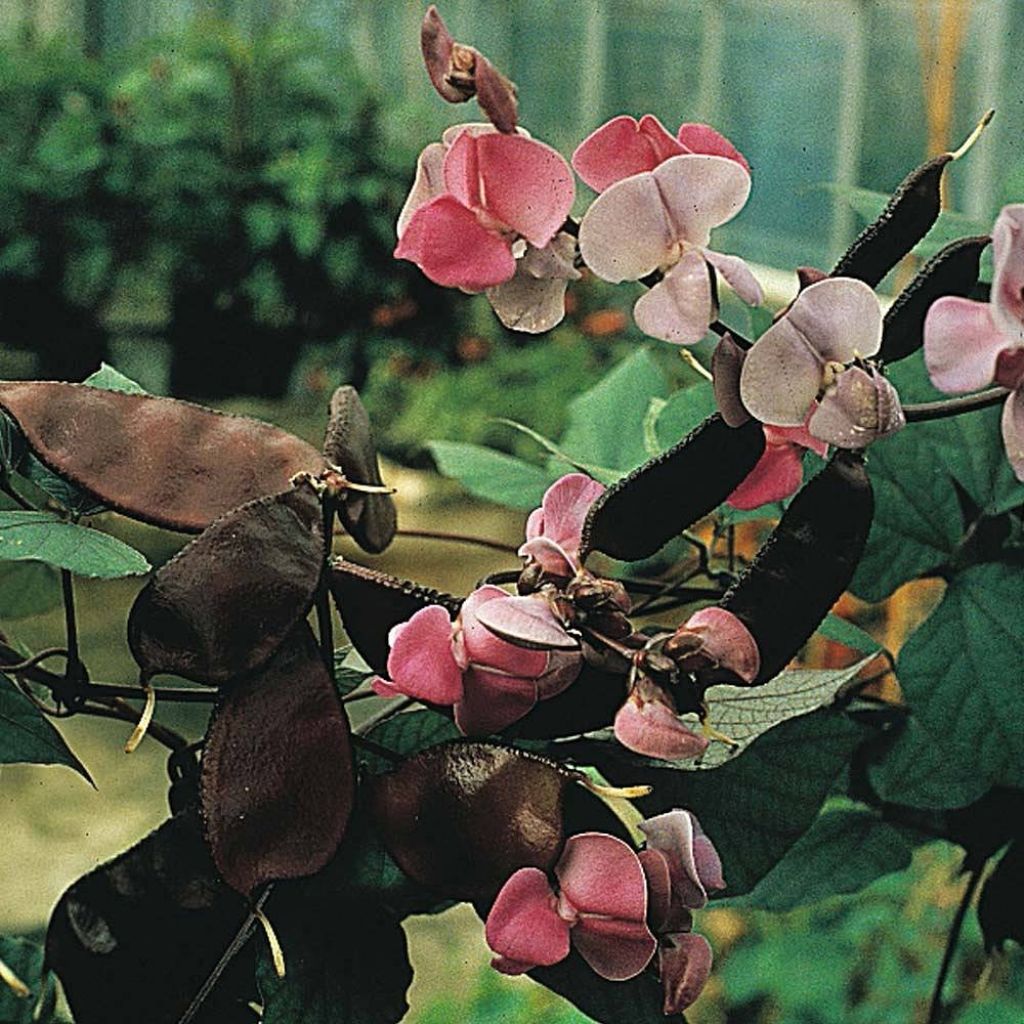 Dolichos lablab Ruby Moon em sementes