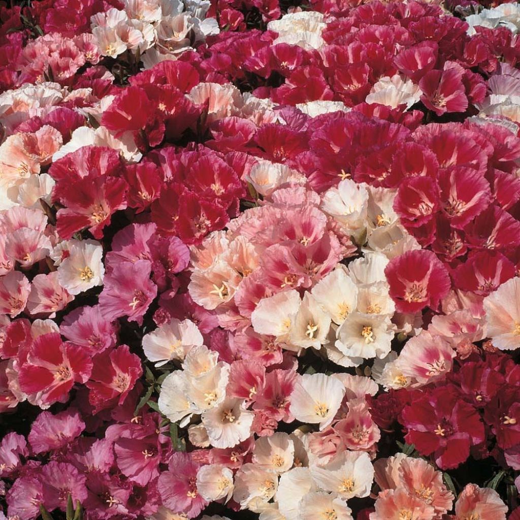 Godécia Fruit Punch mixed em sementes