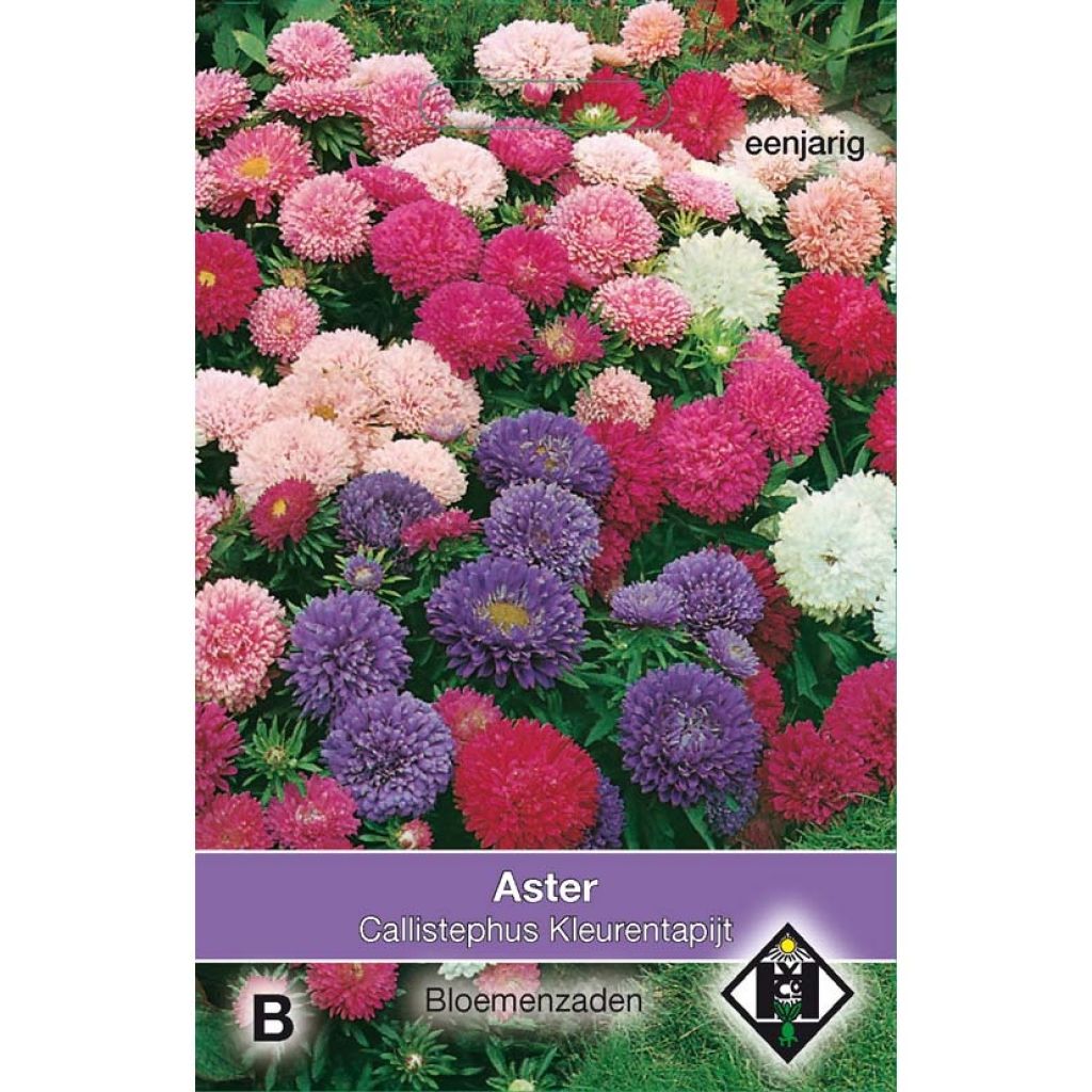 Áster-da-china Surpresso em sementes