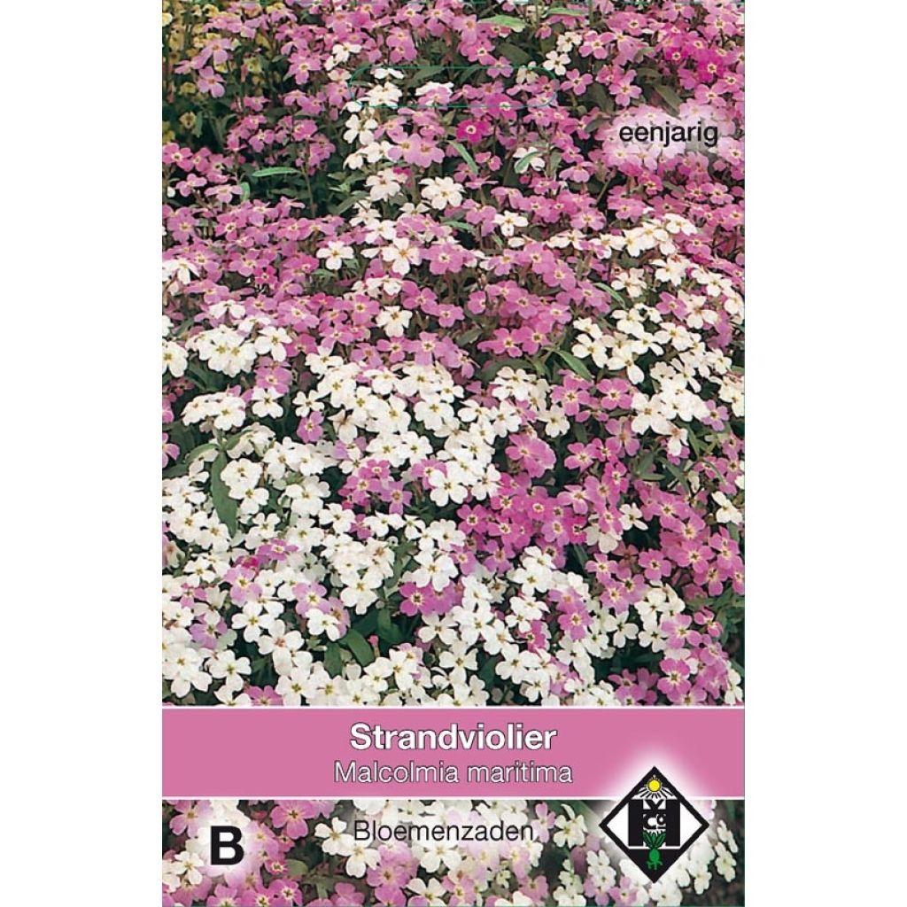 Malcolmia maritima em sementes