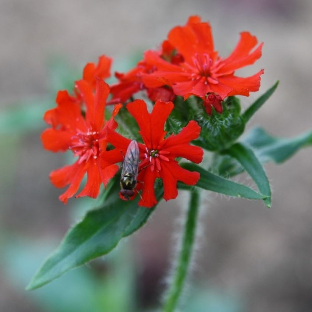 Lychnis chalcedonica Amour Ardent em sementes