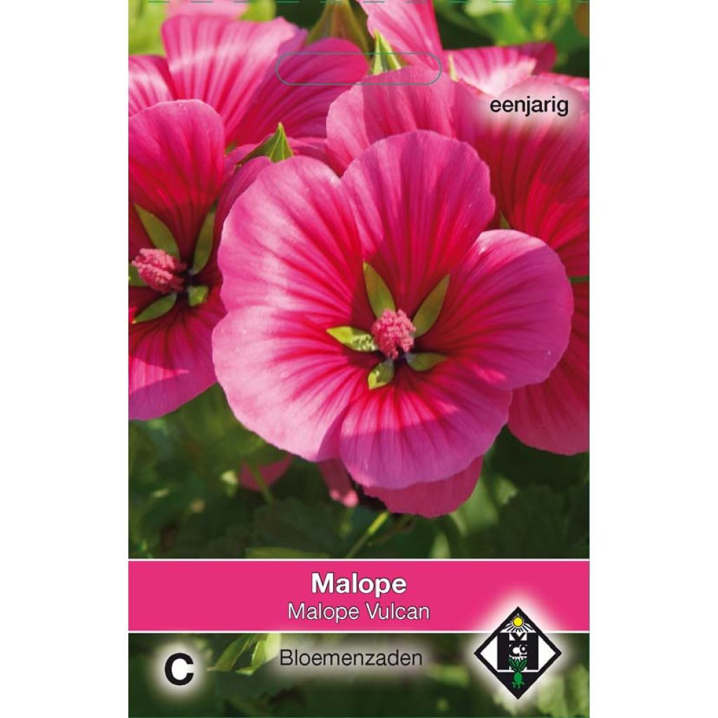 Malope trifida Vulcan em sementes