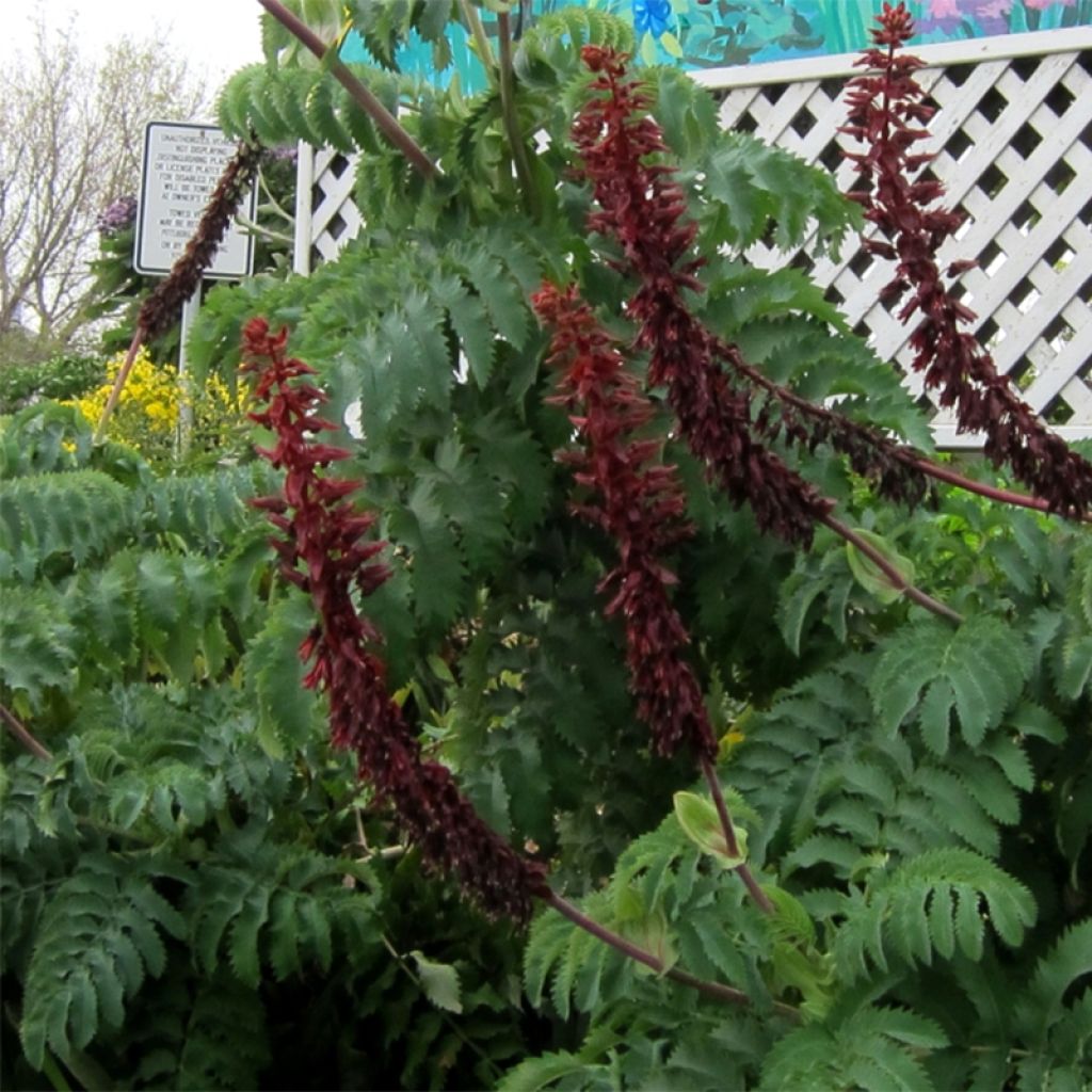 Melianthus major em sementes