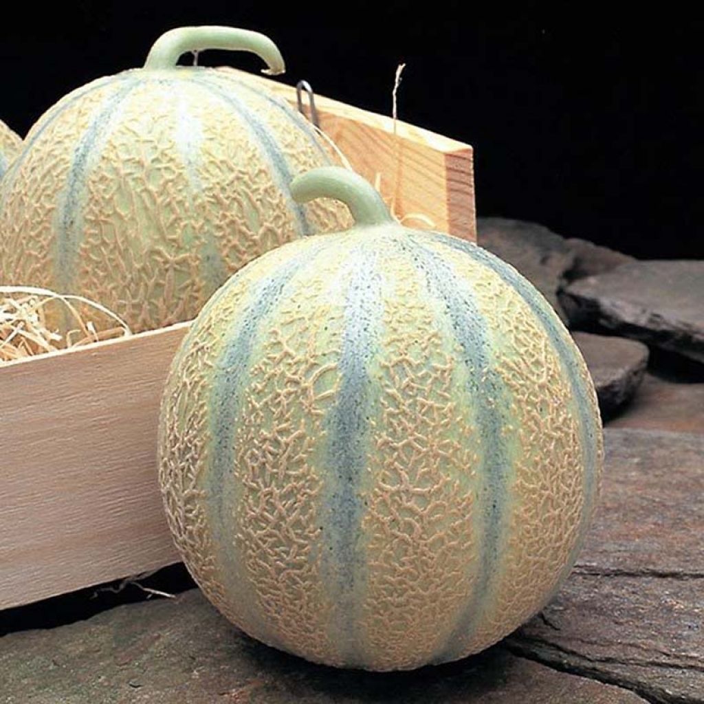 Melão Diego F1 sementes