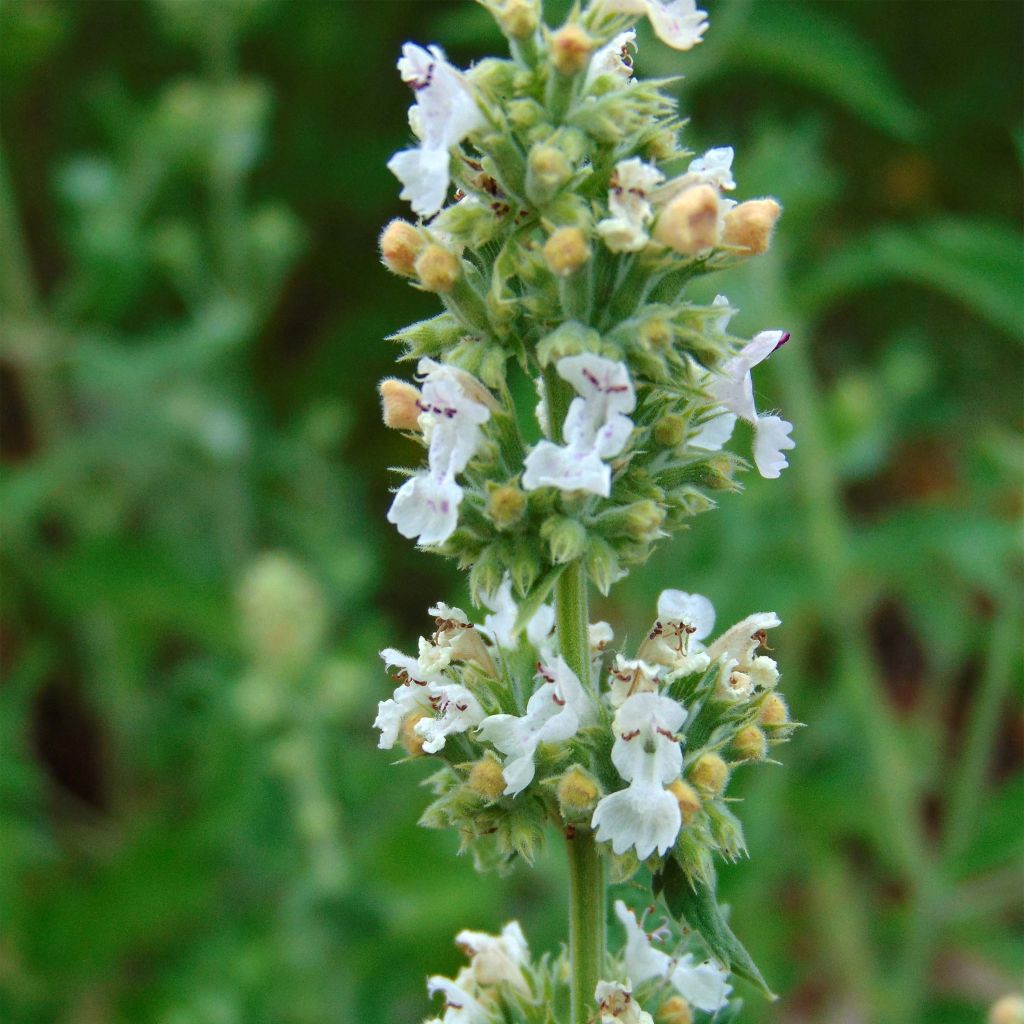 Nepeta cataria em sementes