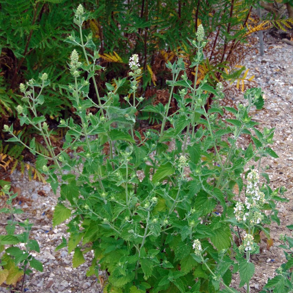 Nepeta cataria em sementes