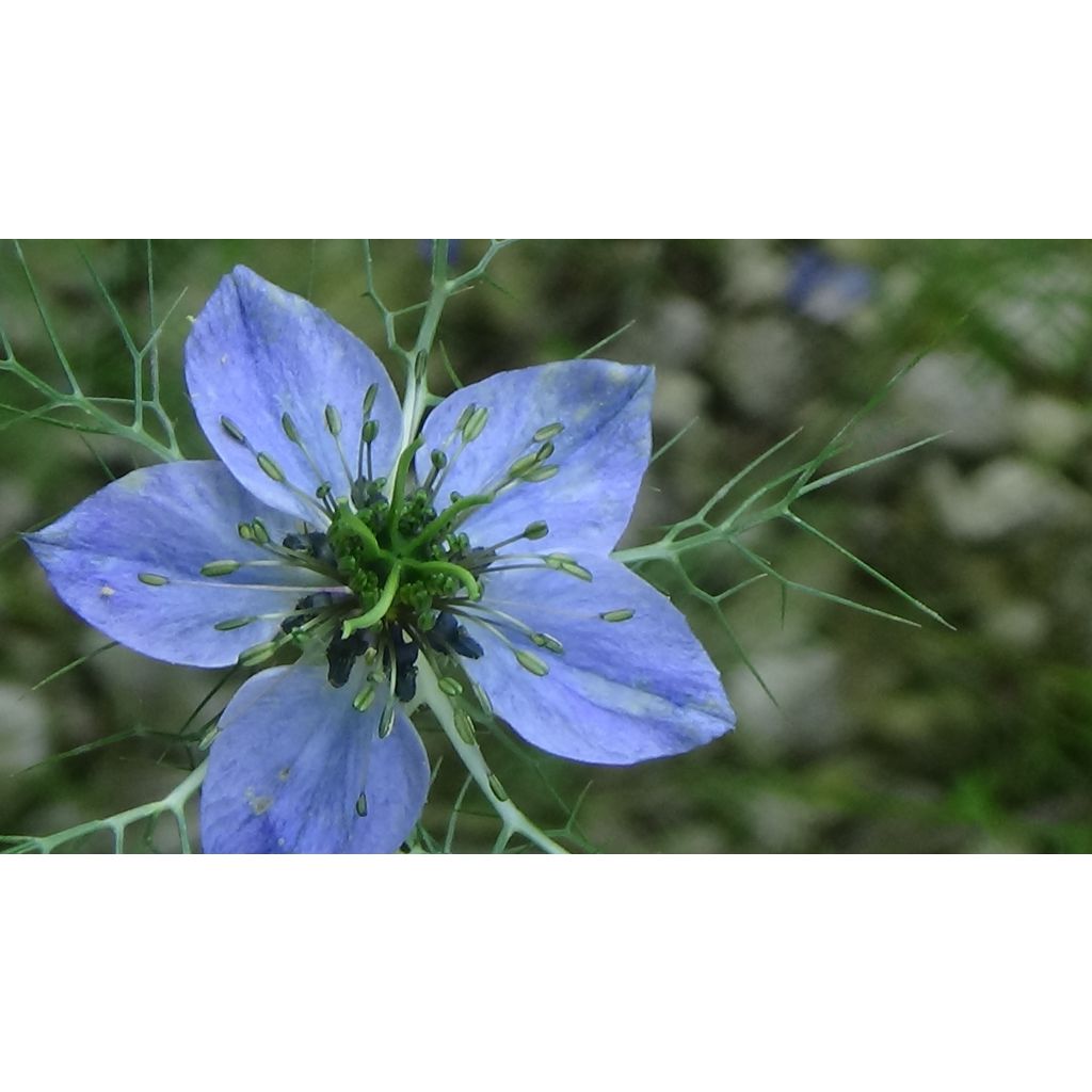 Nigella damascena Miss Jekyll Blue em sementes