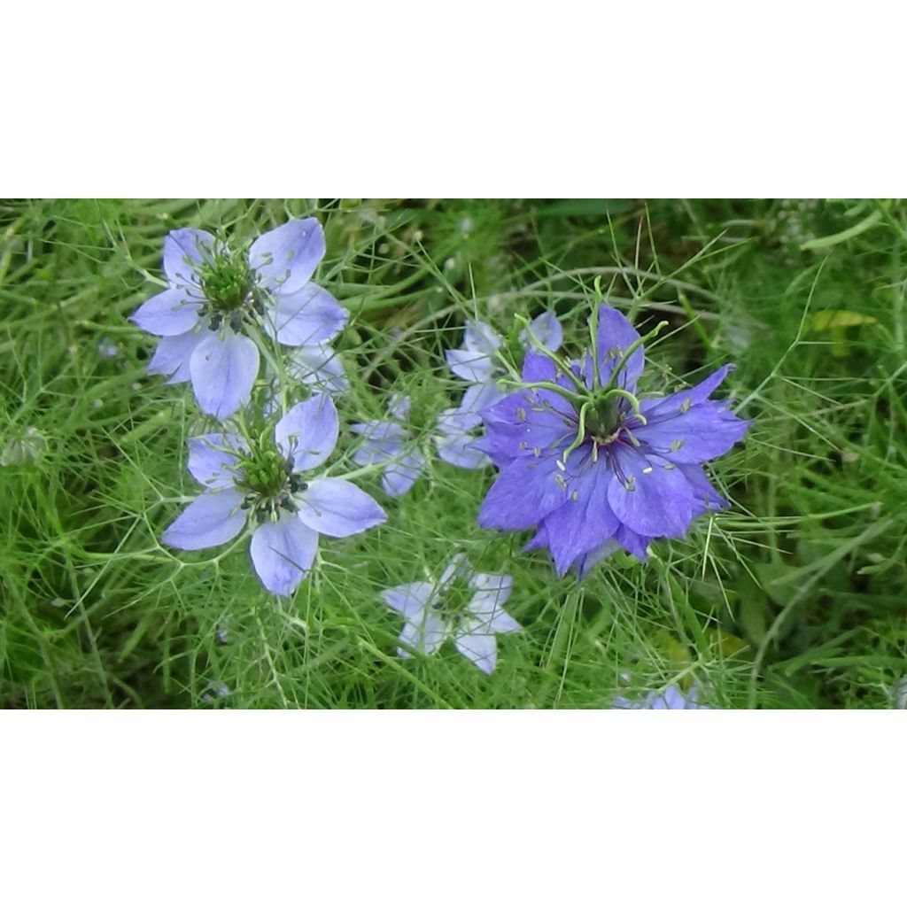 Nigella damascena Miss Jekyll Blue em sementes