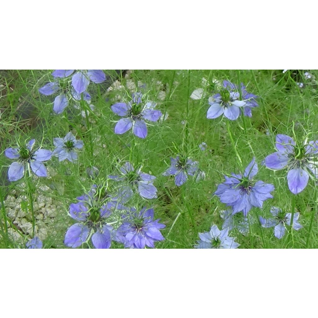 Nigella damascena Miss Jekyll Blue em sementes