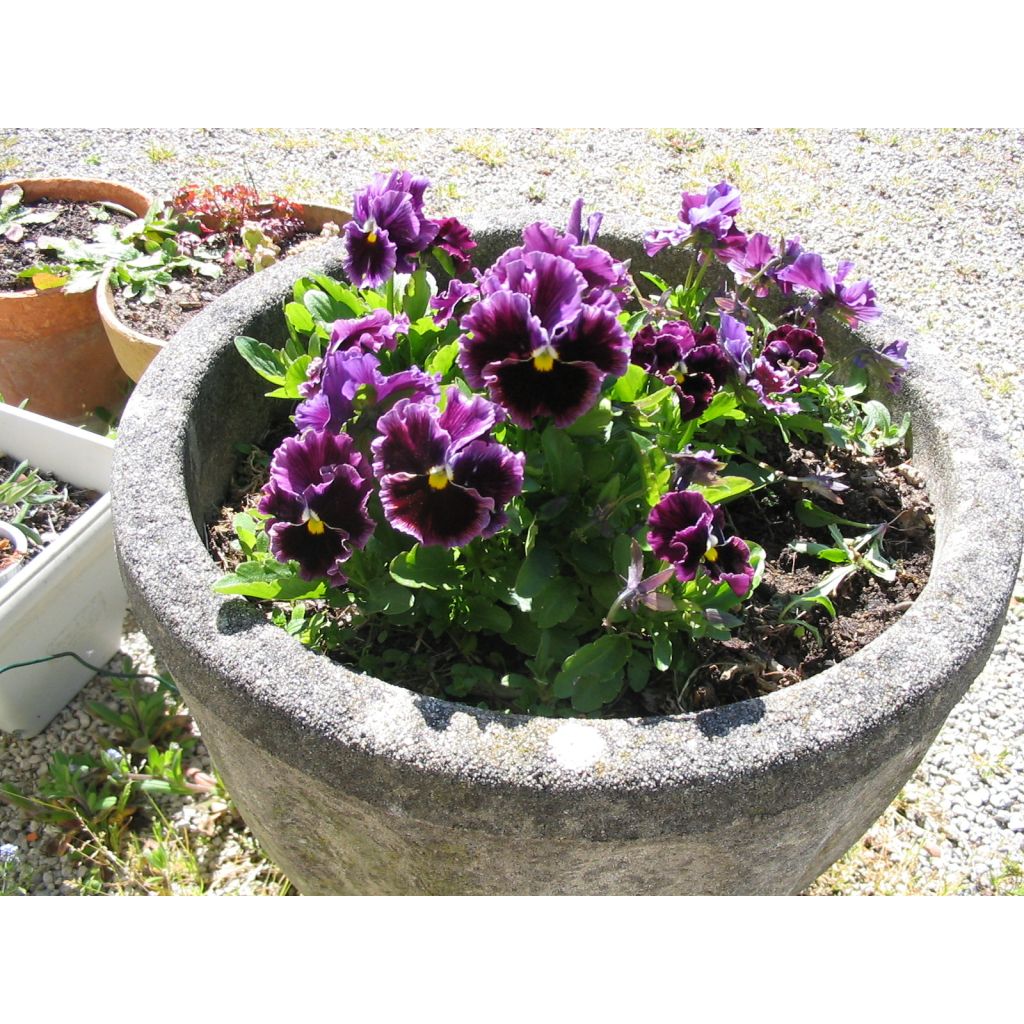 Amor-perfeito Chalon Supreme Wildberry Mixed em sementes - Viola x wittrockiana