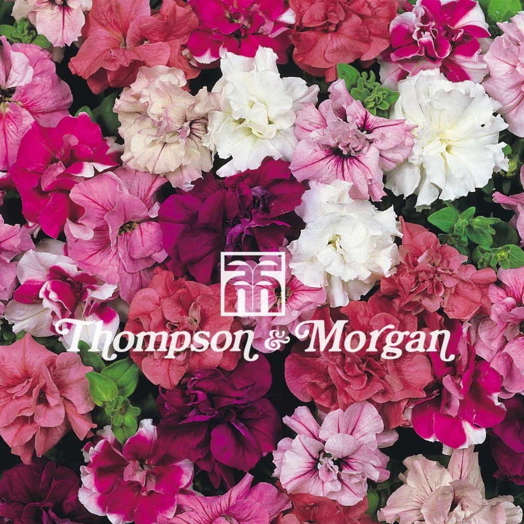 Petúnia Duo Mixed F1 em sementes