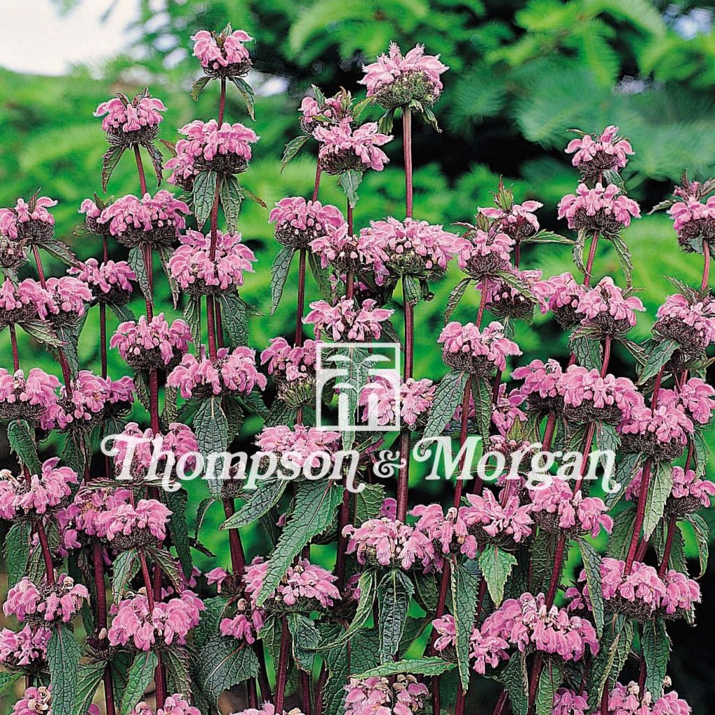 Phlomis tuberosa em sementes