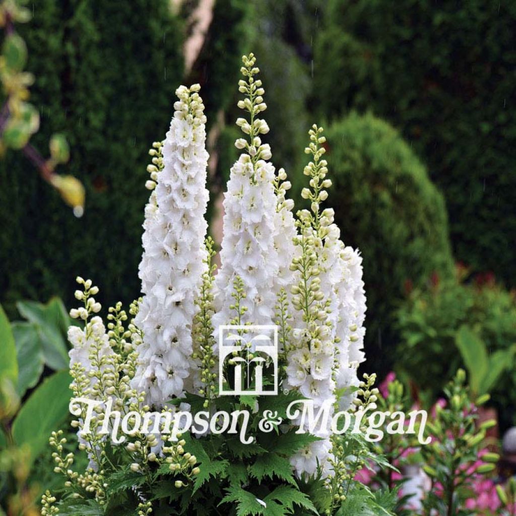 Delphinium consolida Qis White em sementes Thompson & Morgan