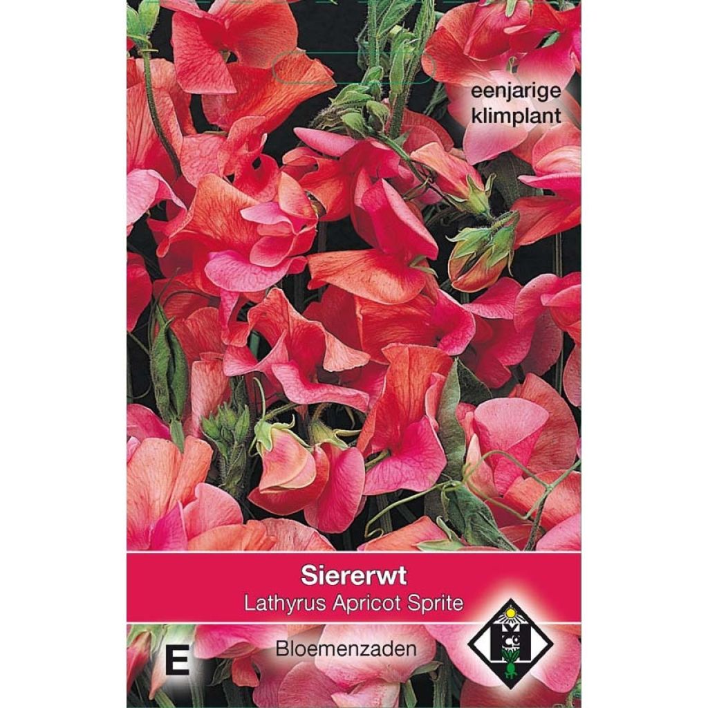 Ervilha de cheiro Apricot Sprite em sementes