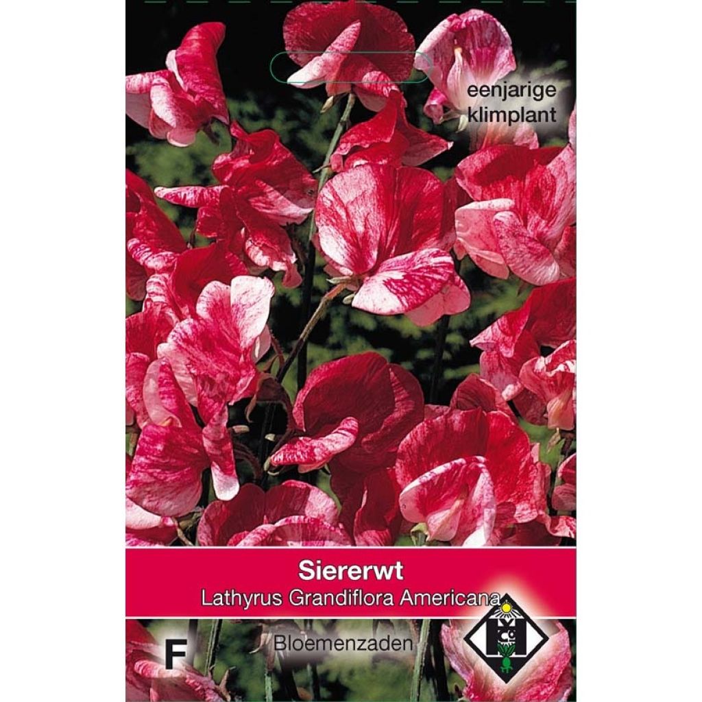 Ervilha de cheiro Americana em sementes