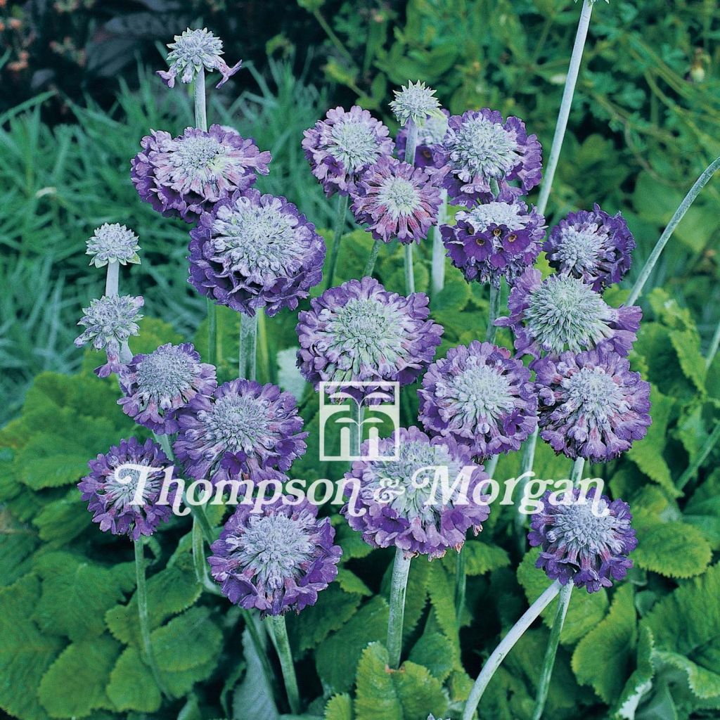 Prímula capitata Noverna Deep Blue em sementes