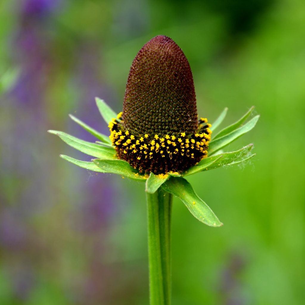 Rudbeckia occidentalis Green Wizard em sementes