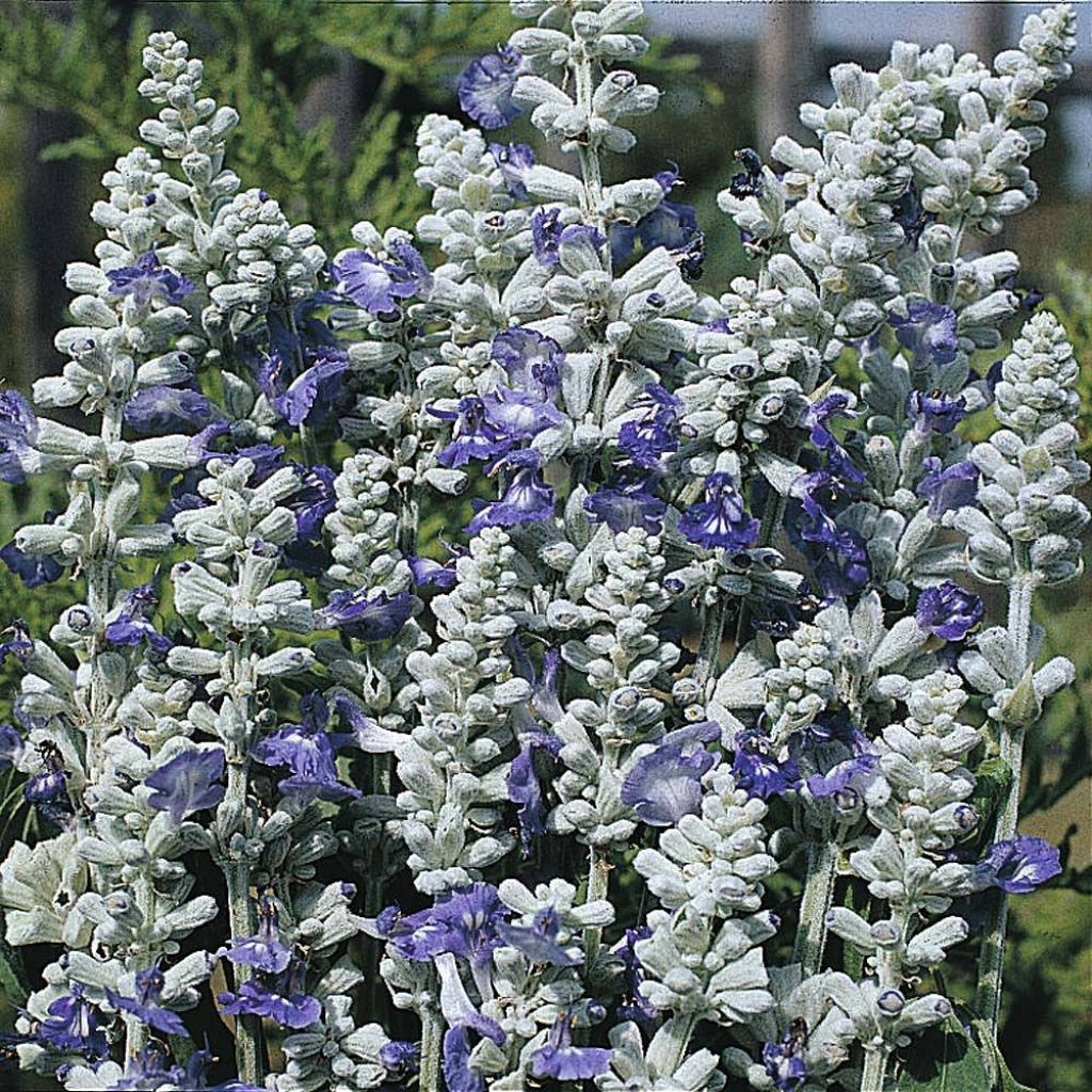 Salvia farinacea Strata em sementes